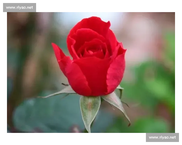 吉布斯 - 怀特科莫湖浪漫求婚 准父母喜迎人生新阶段